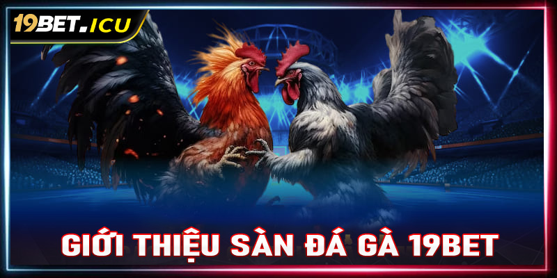 Giới thiệu sơ lược chung về sàn đá gà 19Bet